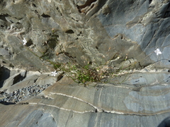 Wahlenbergia rupestris