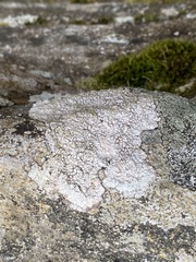 Pertusaria plittiana