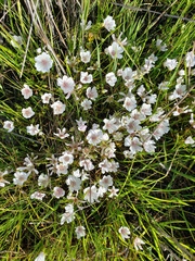 Limnanthes