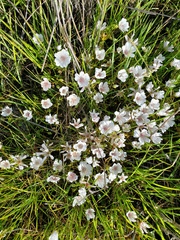 Limnanthes