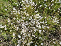 Limnanthes