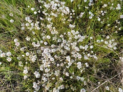 Limnanthes