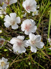 Limnanthes