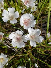Limnanthes