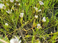 Limnanthes
