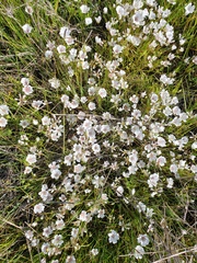Limnanthes
