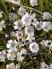 Limnanthes