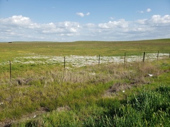 Limnanthes