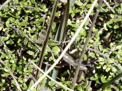 Naultinus gemmeus