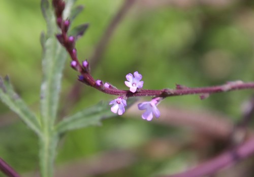 verbena menthifolia