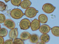 Botryobasidium simile