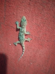 Hemidactylus turcicus