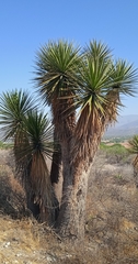 Yucca periculosa