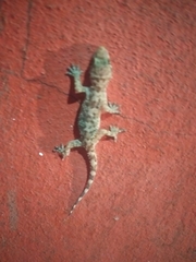 Hemidactylus turcicus