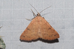 Hemeroplanis punitalis