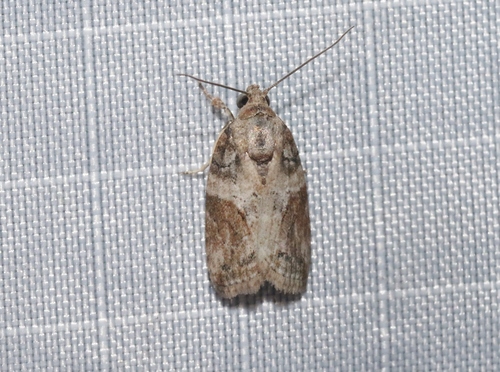 Black-olive Caterpillar Moth