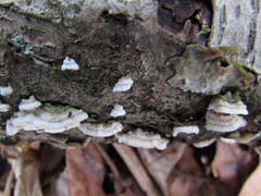 Steccherinum bourdotii