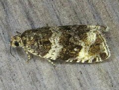 Olethreutes appendiceum