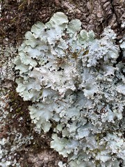 Punctelia appalachensis