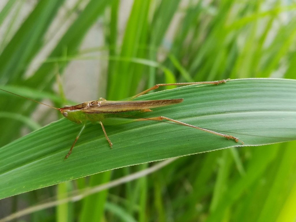 Conocephalus magdalenae