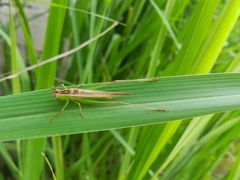 Conocephalus magdalenae