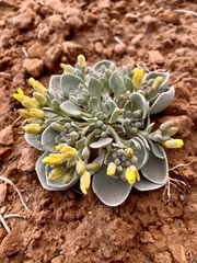 Physaria newberryi