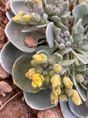 Physaria newberryi