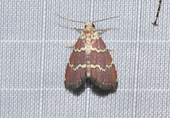 Phoenicophanta modestula