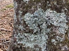 Punctelia appalachensis