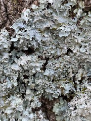 Punctelia appalachensis