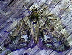 Hydriomena transfigurata