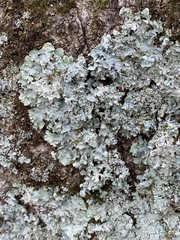 Punctelia appalachensis