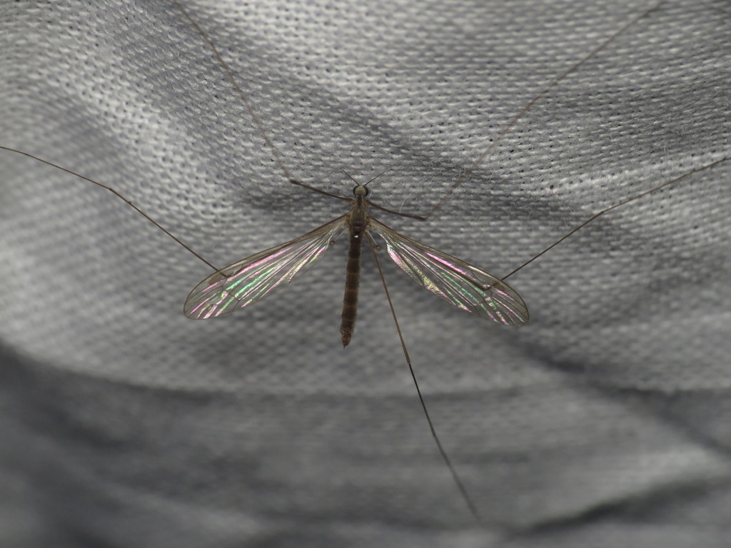 Dicranomyia frontalis