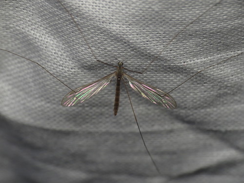 Dicranomyia frontalis