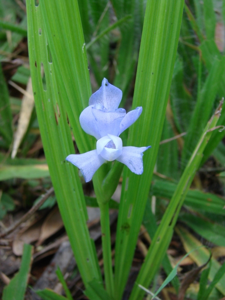 Cipura