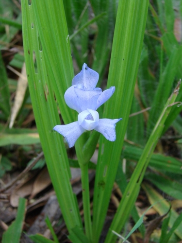 Genus Cipura · iNaturalist