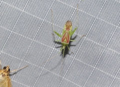 Phytocoris roseotinctus