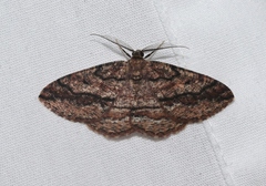 Pterospoda nigrescens