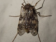 Psectrotanypus dyari