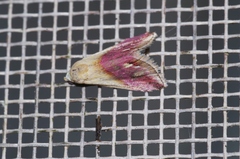 Eublemma cochylioides