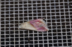 Eublemma cochylioides