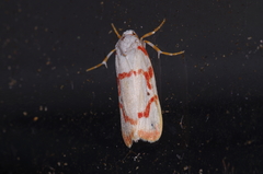 Cyana unipunctata