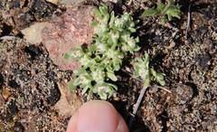 Psilocarphus tenellus