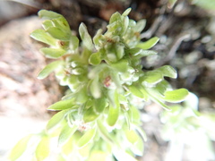 Psilocarphus tenellus