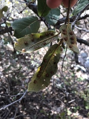 Sphaeroteras pulchripennis