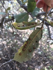 Sphaeroteras pulchripennis
