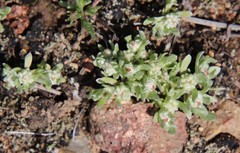 Psilocarphus tenellus