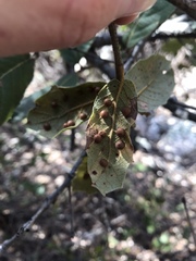 Sphaeroteras pulchripennis