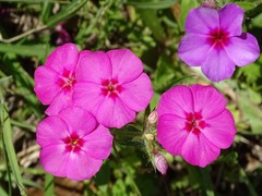 Phlox drummondii