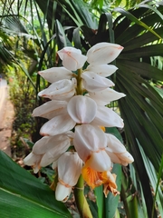 Alpinia hainanensis